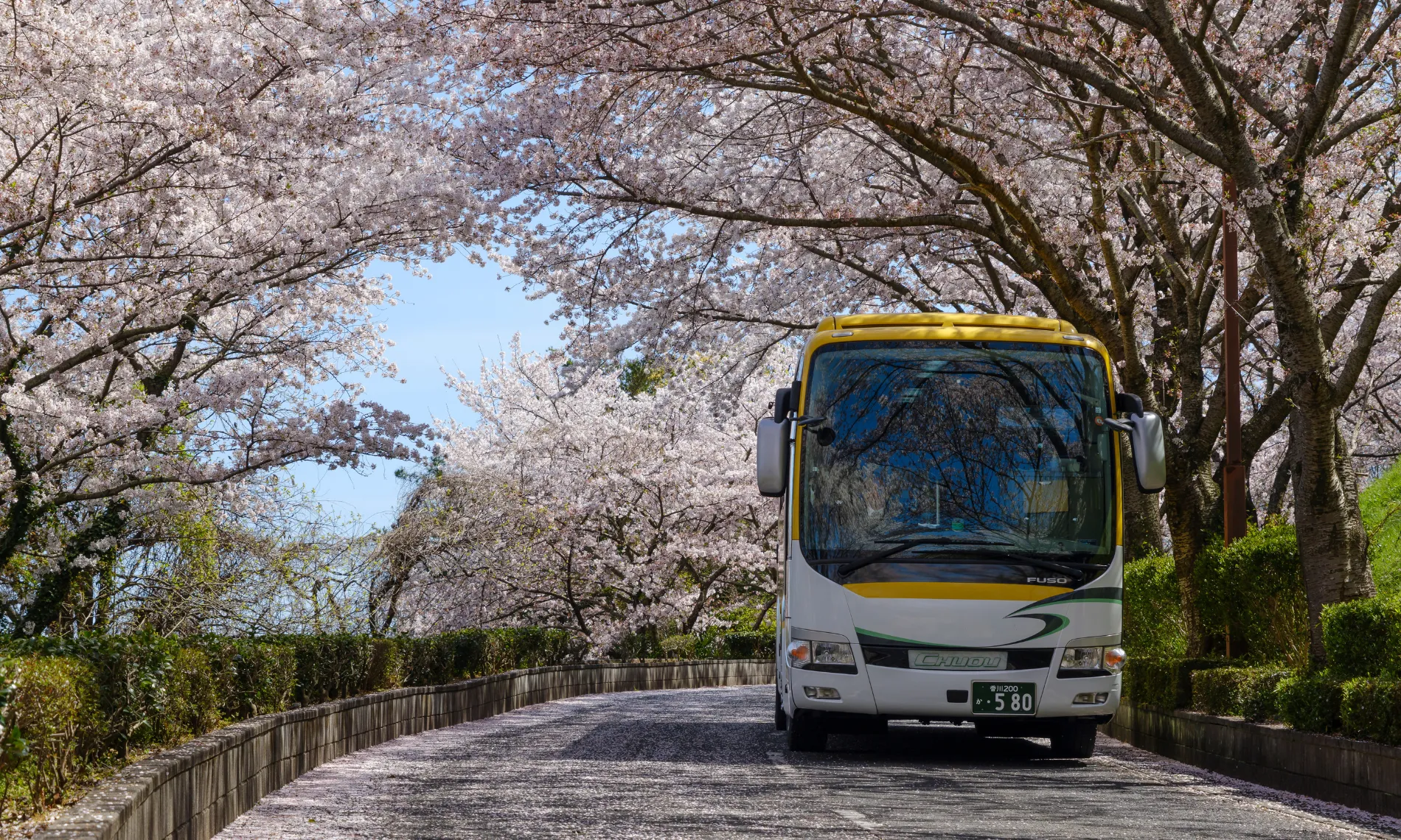 桜並木の道路